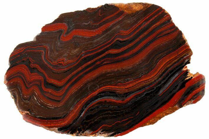 Polished Tiger Iron Stromatolite - Billion Years #129451